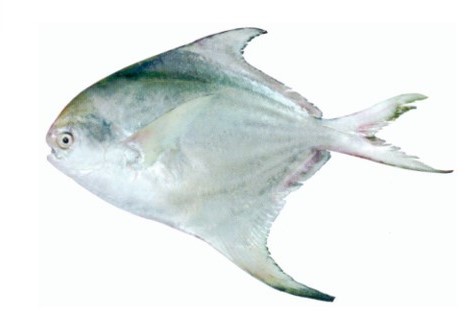 Fish 1